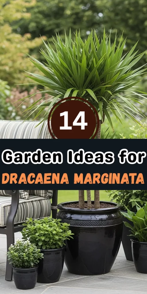 14 Dracaena Marginata Plant Garden Ideas for Indoor and Outdoor