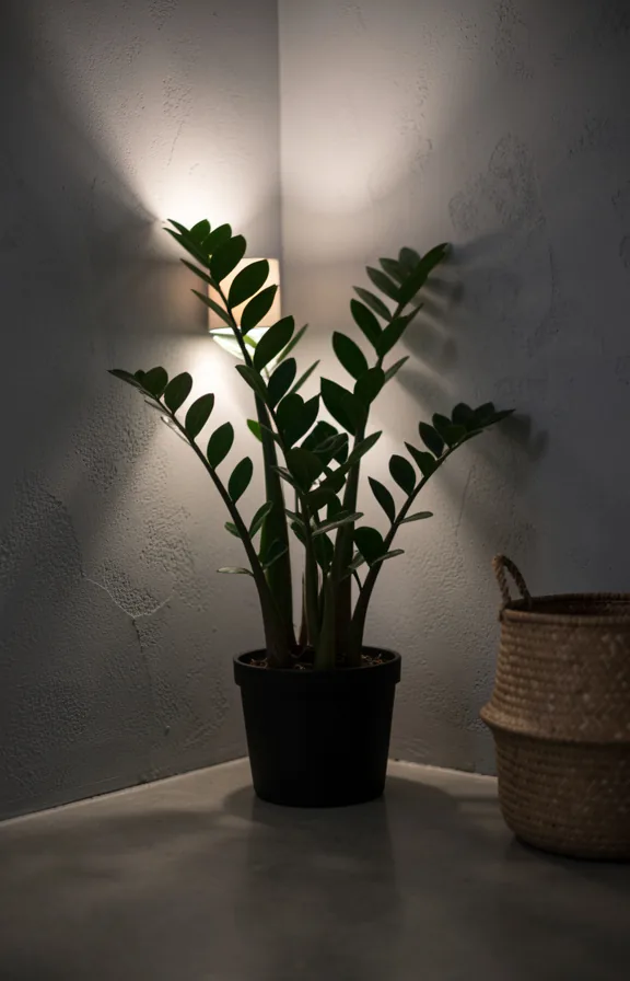 Low-light apartment corner with a zz plant in a matte black pot